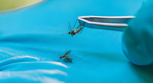 Malaria a Francoforte, Italia in allerta: rischio basso e controlli rafforzati